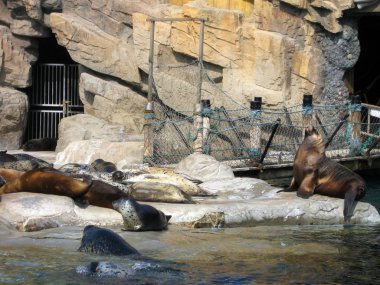 Deniz aslanı mühürler