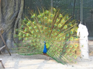 Tüyleri Tüylü Tavuskuşu