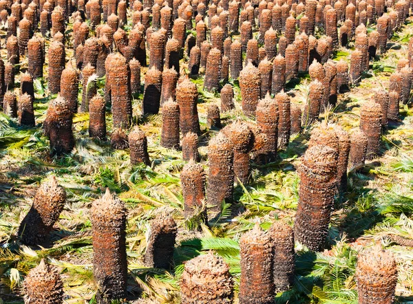 Насадження молодих пальмових дерев — стокове фото