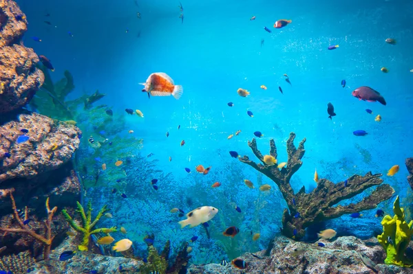 Oceanario de Seúl Coex — Foto de Stock