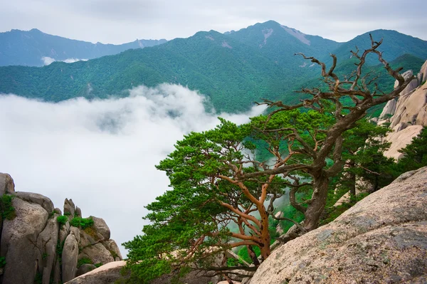 Korean pines against cloudy — Stock Photo, Image