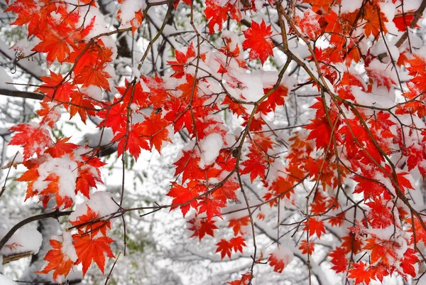 Feuilles d'érable d'automne jaune rouge — Photo