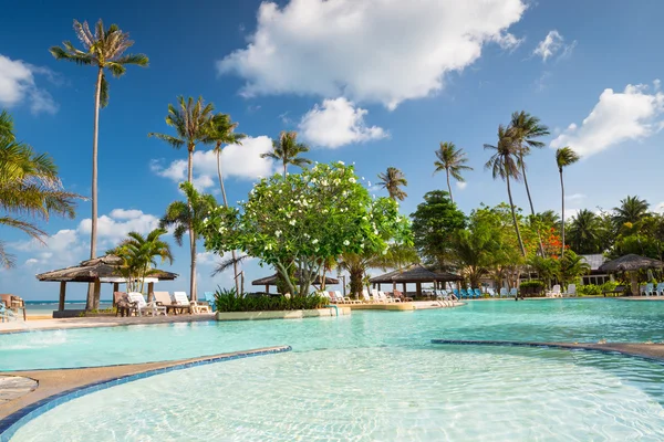 Swimming pool surrounded with palms — Stock Photo, Image