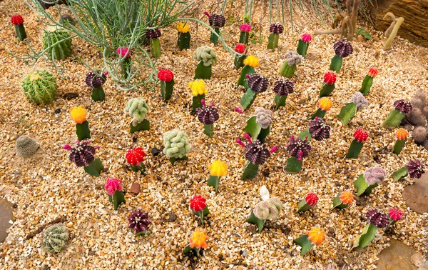 Garden of cactus and succulents — Stock Photo, Image