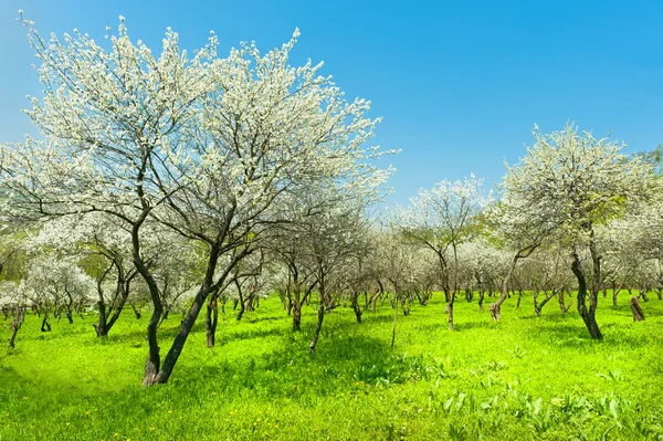 Blühender Apfelbaumgarten — Stockfoto