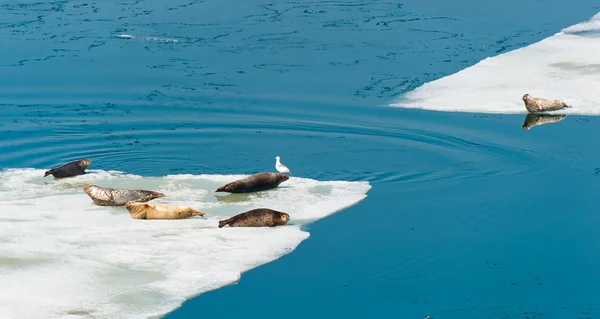 Larga Seals resting on floating ice — Stock Photo, Image