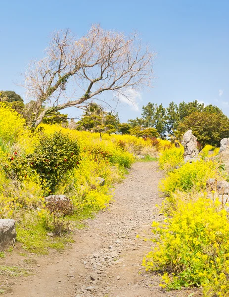 Rapsblüten blühen — Stockfoto