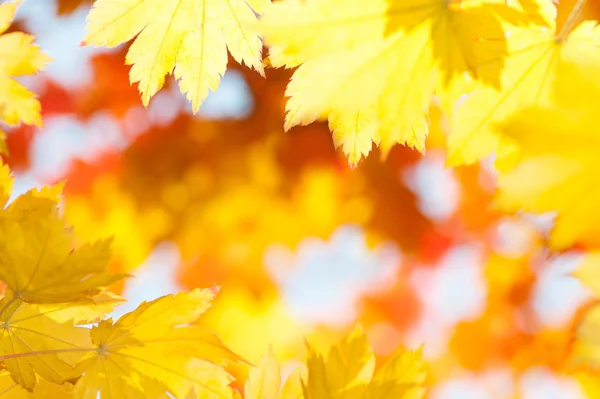 Red yellow fall maple leafs Stock Picture