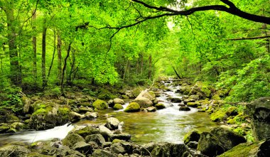 sonbahar orman stream Smolny Rus primorye rezerv