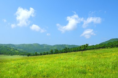 Wideangle yeşil çayır