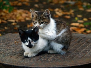 Zavallı evsiz kedi çifti