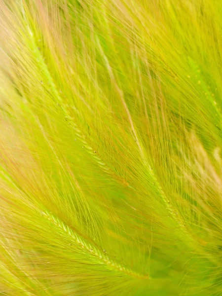 Abstract floral grass — Stock Photo, Image