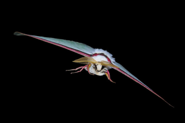Giant nocturnal butterfly in fly