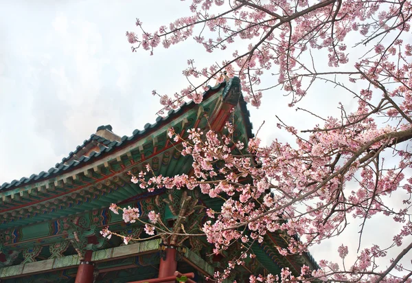 在韩国济州的佛教寺庙 — 图库照片