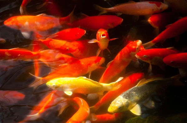 Koi-Karpfenfische im Teich — Stockfoto