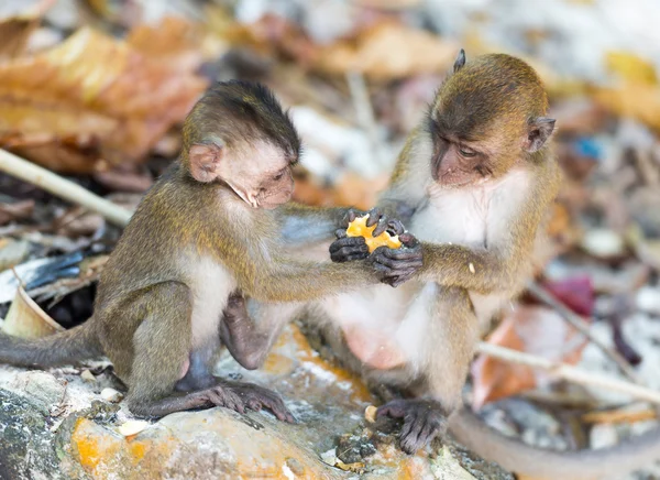 Filhotes de macacos lutadores — Fotografia de Stock