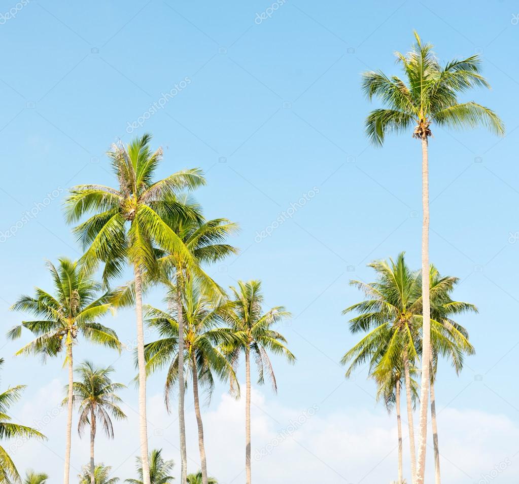 Palms at blue sky background