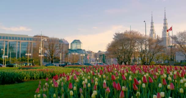 Pan Ottawa Tulip Festival Garden Cathedral Waving Canadian Flag Background — Vídeos de Stock