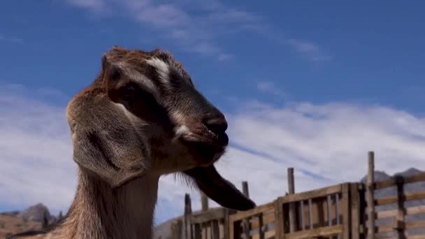 Eine Ziege Aus Nächster Nähe Norden Chiles — Stockvideo