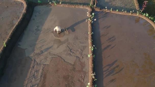 田植えの準備をしている水田を平滑化する男 — ストック動画