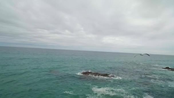 Uma Gaivota Persegue Drone Através Mar — Vídeo de Stock