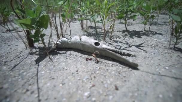 Resterna Alligator Gar Spolas Upp Land — Stockvideo