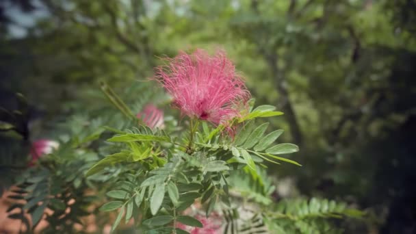 Eine Calliandra Blume Einem Windigen Tag Auf Martinique — Stockvideo