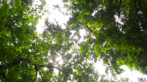 Vista Hacia Arriba Los Árboles Bosque Desde Suelo — Vídeos de Stock