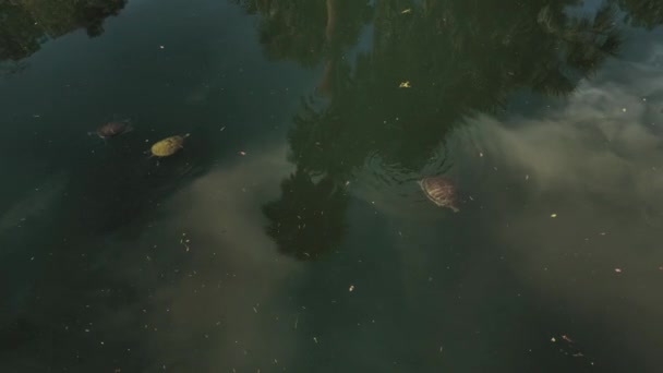 Drie Schildpadden Zwemmen Voorbij Een Tropische Vijver Als Palmbomen Zien — Stockvideo