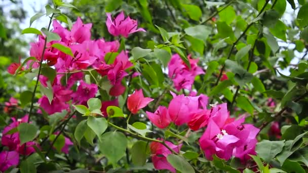 Flores Buganvillas Con Hoja Rosa — Vídeo de stock