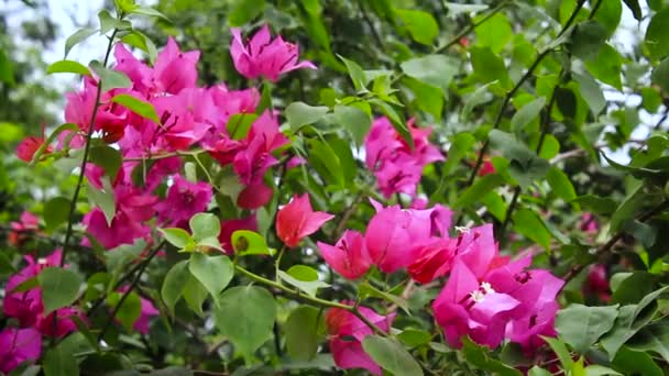 Bougainvilliers Fleurs Avec Feuille Rose — Video