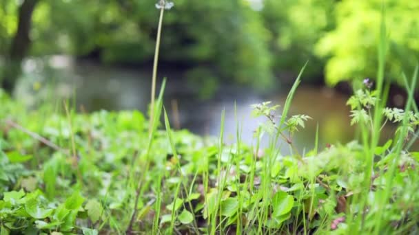 河水从长满青草的河岸流出来 — 图库视频影像