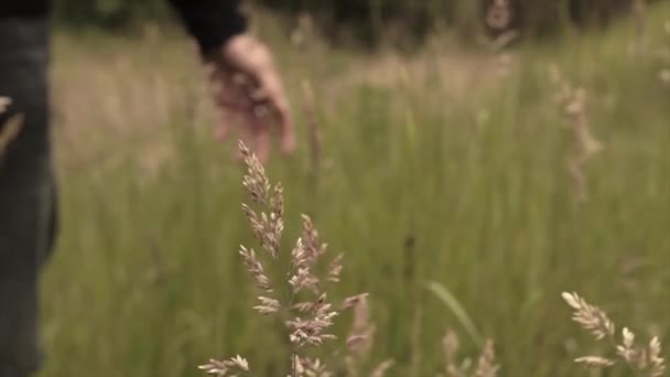 Perlahan Lahan Rumput Tinggi Dengan Tangan Menyentuh Rumput — Stok Video