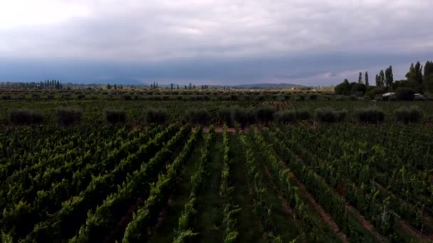 Côté Dolly Style Drone Tiré Sur Les Vignobles Météo Nuageuse — Video