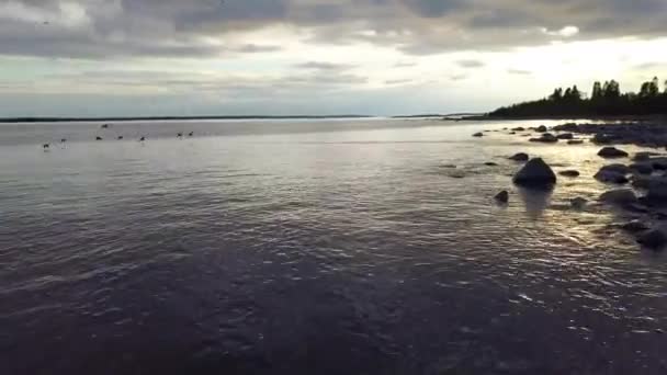 Arieal 穏やかな海と鳥が水面を飛び始める海岸 — ストック動画