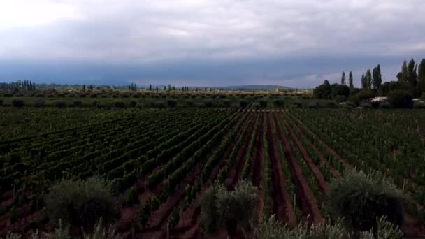 Avancer Drone Avant Tiré Sur Les Vignobles Météo Nuageuse — Video