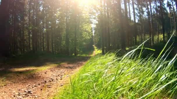 Breezy Forår Morgen Vågner Vandretur Sti Nationalparken Orlick Hory – Stock-video