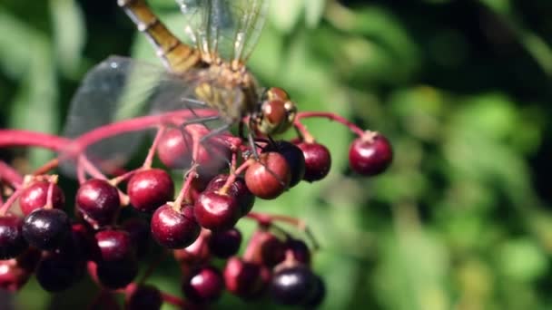 Libelle Eet Bessen Terwijl Met Haar Vleugels Flappert Slow Motion — Stockvideo