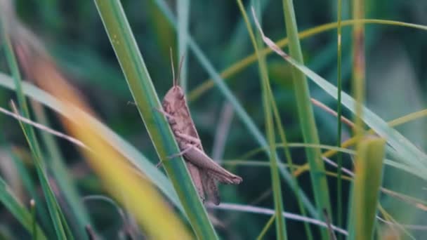 Cicada Kylning Grässtrå — Stockvideo