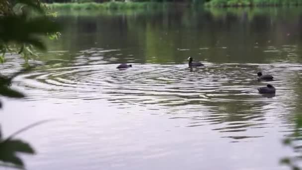 鸭子在雨中与云在湖上搏斗 — 图库视频影像
