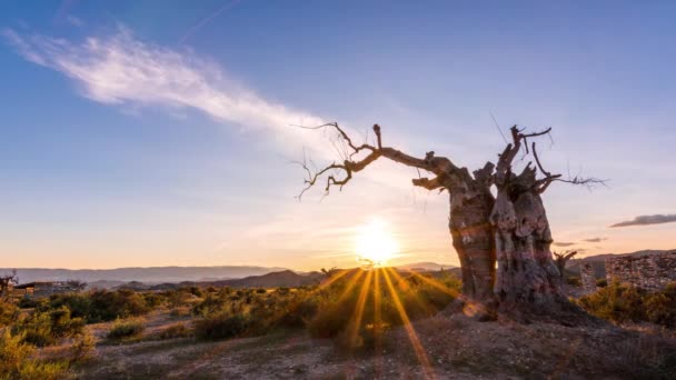 Παλιό Δέντρο Πολύχρωμο Ηλιοβασίλεμα Στην Έρημο — Αρχείο Βίντεο