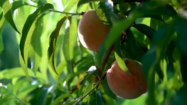 Tiro Estático Melocotones Maduros Árbol Temblando Mientras Las Manos Granja — Vídeos de Stock