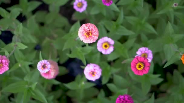 Top Skott Pan Ljusa Rosa Lila Orange Och Blå Zinnias — Stockvideo