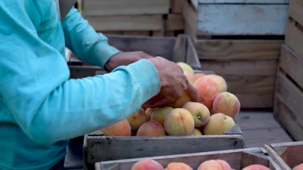 Closeup Hands Picking Fresh Peaches Putting Them Crate — Stock Video