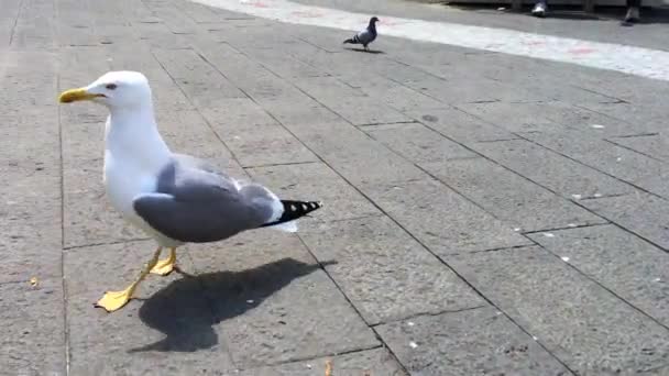 Gaviota Robando Imágenes Comida — Vídeo de stock