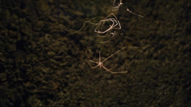 蜘蛛被困在洞穴或地下室的网中 — 图库视频影像