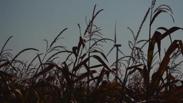 Slow Motion Wind Turbine Operating Background While Corn Plants Swaying — Stock Video