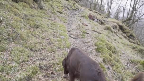 Chocolate Plana Recubierto Retriever Perro Hembra Caminando Por Sendero Una — Vídeos de Stock