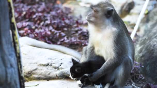 Close Monkey Kitten Thai Mountains — Stock Video