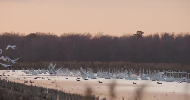 Cygnes Toundra Dans Les Terres Marécageuses Est Caroline Nord — Video